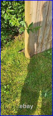 Gatewrights Entrance/Driveway Gates (Shrewsbury, wooden)